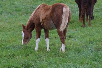 Mega Quarter Horse Fohlen abzugeben