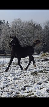 Norikerfohlen geb. 15.05.25, Nadja , Konie na sprzedaż, Schwarzenberg am Böhmerwald 