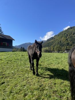 einen Noriker Hengst Fohlen zum verkauf an, Gotthard , Konie na sprzedaż, Mellau
