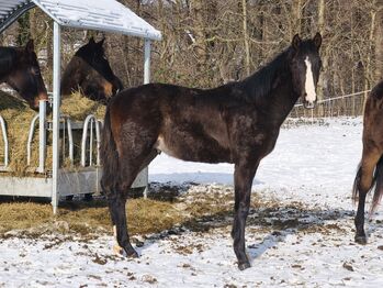 Hengst Fohlen von 2025