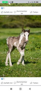 Tinker Hengst Fohlen