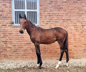 Holsteiner Fohlen, Jährling von Million Dollar x Comme il faut, Jens , Konie na sprzedaż, Bodenrode-Westhausen