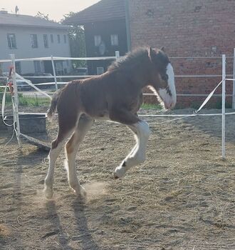 Shire Horse Fohlen Paco