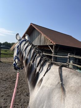 🌟 Zu verkaufen: Wunderschöner 3-jähriger Wallach, 141 cm! 🌟