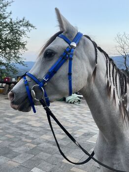 🌟 Zu verkaufen: Wunderschöner 3-jähriger Wallach, 141 cm! 🌟, Lea, Konie na sprzedaż, Srednja vas 6