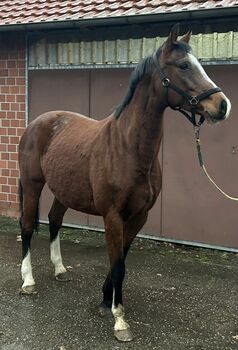 Zuchtstute Holsteiner Casall Casira SR