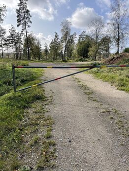 Zuchtstute Islandpferd