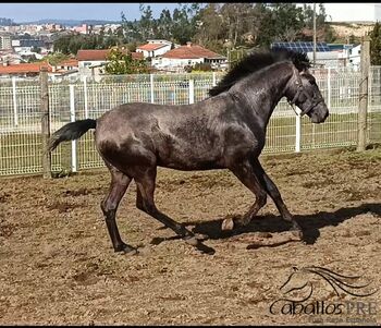 Zuckersüßer, verspielter 2 jähriger PSL Schimmel Wallach, aktuell ca. 1.57 m, Thomas Adams (Caballos PRE), Pferd kaufen, Bell