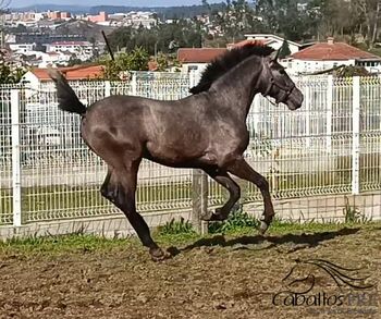 Zuckersüßer, verspielter 2 jähriger PSL Schimmel Wallach, aktuell ca. 1.57 m