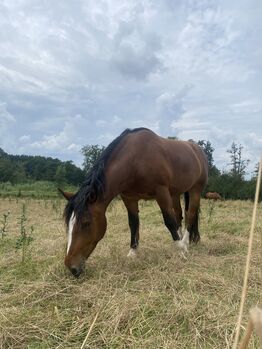 Süddeutsches Kaltblut, Jenny Aigner, Horses For Sale, Aschbach 