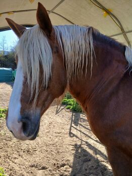 Süddeutsches Kaltblut, Tina, Horses For Sale, Großpösna