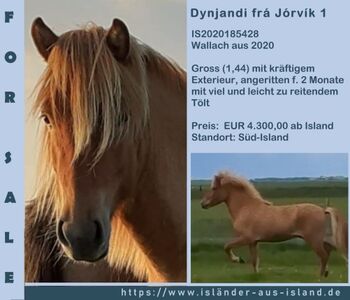 Zukünftiges Familienpferd mit viel Tölt, Islandpferde-aus-Island, Horses For Sale, Südisland