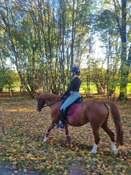 ZUM VERKAUF STEHT UNSERE PONYSTUTE; Standort: 38162