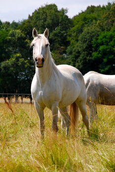 zuverlässige Camarguestute, Camargue-Pferde-Hof Wesendahl, Pferd kaufen, Altlandsberg