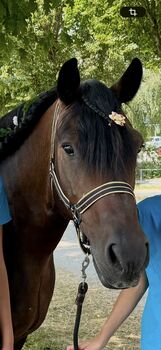 Zuverlässiger Tinker-Mix sucht sein neues Zuhause 🐴🤎