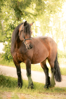 Zuverlässiger Tinker-Mix sucht sein neues Zuhause 🐴🤎, Reitstall Altenfelden (Reitstall Altenfelden), Pferd kaufen, Altenfelden