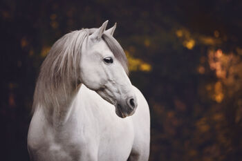 Zuverlässiges, liebenswertes Einhorn sucht ❤️ Herzensmenschen❤️, Beate Häckel , Pferd kaufen, Lübeck 