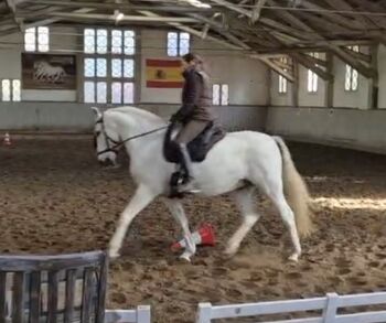 Zuverlässiges, liebenswertes Einhorn sucht ❤️ Herzensmenschen❤️