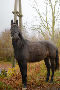 Zuverlässiges Pferd für Unterricht, Freizeit und Gelände, Reitstall Altenfelden (Reitstall Altenfelden), Pferd kaufen, Altenfelden