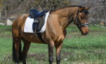 zuverlässiges Reitpony, Reitschule Petra Kronwitter (Reitschule Petra Kronwitter Mainbernheim), Pferd kaufen, Mainbernheim