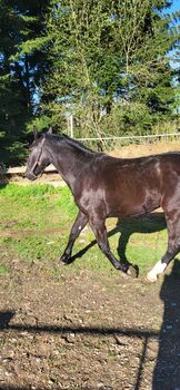 Schwere Warmblut Stute schlesier, Rene , Horses For Sale, Tiefenbach 