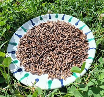 Schwarzhafer, Astrid, Horse Feed & Supplements, Litschau
