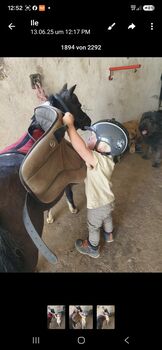 Black Pinto AMHA Stute