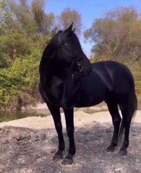 Schwarze wallach zu verkaufen, Jozsef, Horses For Sale, Békés