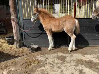 Schwarzwälder Fuchs, Merlin, Horses For Sale, Reichelsheim