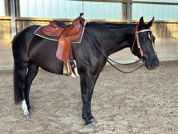 schwarze, ganz liebe Quarter Horse Stute, Kerstin Rehbehn (Pferdemarketing Ost), Horses For Sale, Nienburg