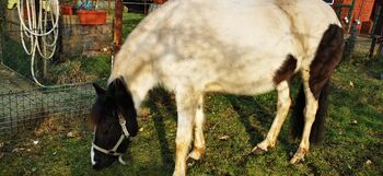 Zwei Freizeit-Ponys, Karin, Pferd kaufen, Meppen