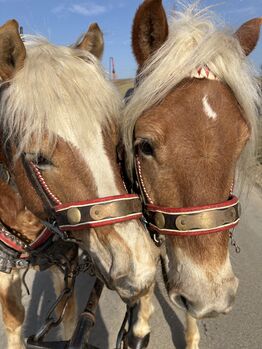 Zwei Haflinger und Kutsche, Ebner Franz, Pferd kaufen, Schrattenberg