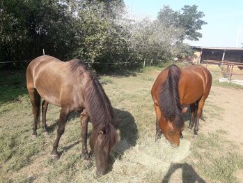 Zwei Huzulenwallachen suchen neuen Besitzer, Konstantin Malik, Pferd kaufen, Strasshof an der Nordbahn