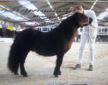 zwei sehr schoner kleinmass hengsten, Piet Bonants, Horses For Sale, Smakt