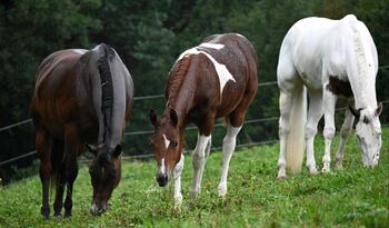 Fohlenschausiegerin & Champion Paint Horse Stute mit Top-Abstammung