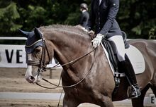 Bridles & Headstalls 