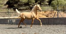 1,5 jähriger PRE Palomino Hengst