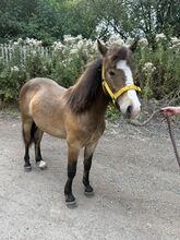 1 year old Dartmoor colt to make 13hh seen traffic well handled