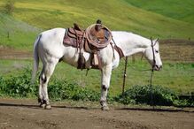 10 Yr Old Grey Appaloosa Gelding!