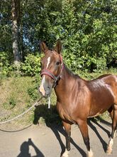 12 year old bay Irish sports horse racing 15.1hh