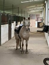 13jährige Ponystute, bedingt reitbar, idealer Beisteller