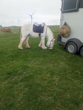 14.1 4 year old For sale