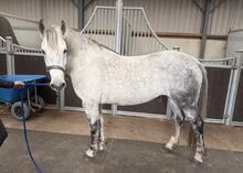 14.2hh | 9-year-old | Registered Connemara Mare
