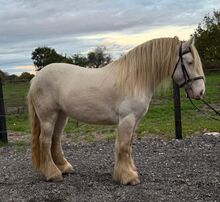 14.2hh cob gelding
