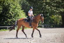 14-jährige Oldenburger Stute – Platz vor Preis