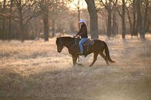 14 Yr Old Bay Haflinger Horses Gelding