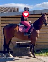 15.3hb Tb gelding