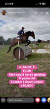 15:3 Irish sport horse gelding