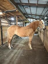 15 yo 147 schoolmaster