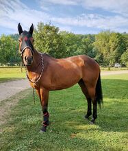 16-jähriges Polo Pony sucht schönes Plätzchen